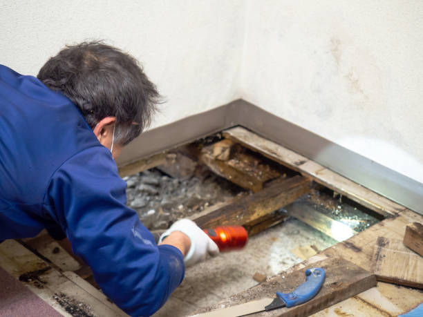 Best Black Mold Removal  in Tehachapi, CA
