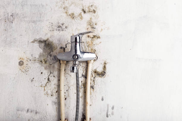 Professional Mold Removal in Tehachapi, CA