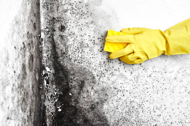 Best Crawl Space Mold Removal  in Tehachapi, CA