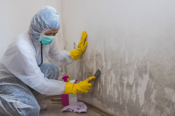 Best Local Mold Removal Service  in Tehachapi, CA