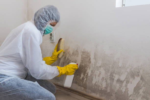 Best Local Mold Removal Service  in Tehachapi, CA