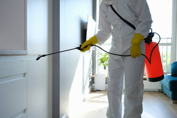 Best Same-Day Mold Removal  in Tehachapi, CA