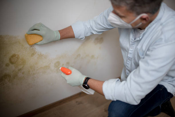 Professional Mold Removal in Tehachapi, CA