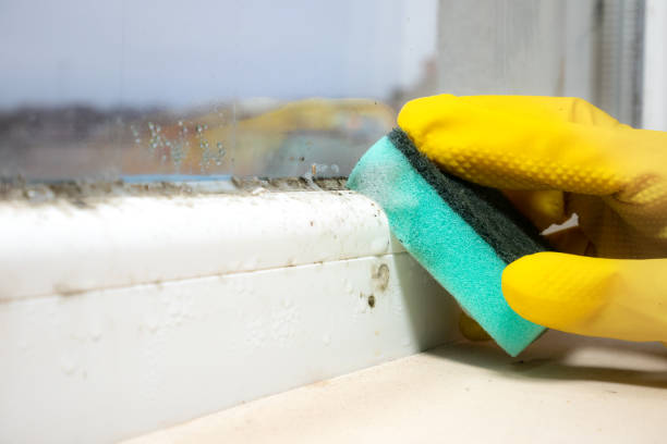 Best Mold Remediation Experts  in Tehachapi, CA