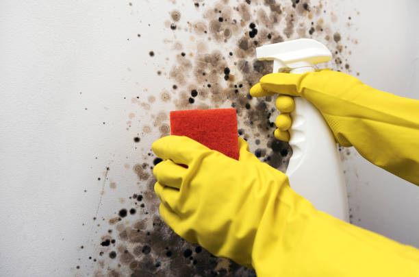 Best Mold Damage Repair  in Tehachapi, CA