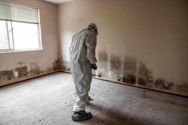 Best Toxic Mold Removal  in Tehachapi, CA
