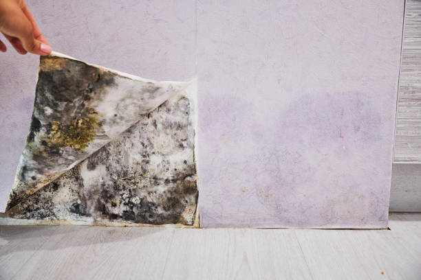 Certified Mold Removal in Tehachapi, CA